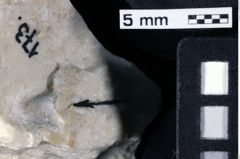 Foto (Detailansicht) von ? Magila sp. (NHMW-GEO-1990-0041-0173)